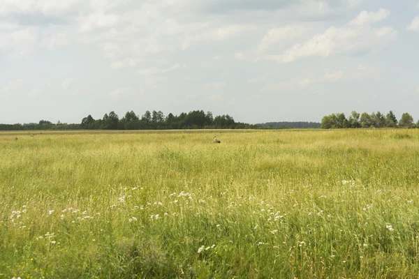 Klooster van onze lieve vrouw van Kazan. — Stockfoto