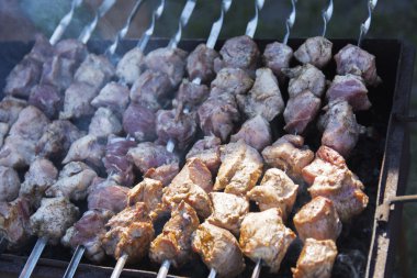 Domuz bir özel evin bahçesinde niteliğine