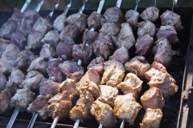 Domuz bir özel evin bahçesinde niteliğine