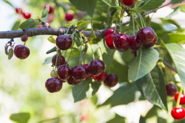 Bir özel evin bahçesinde olgun kiraz