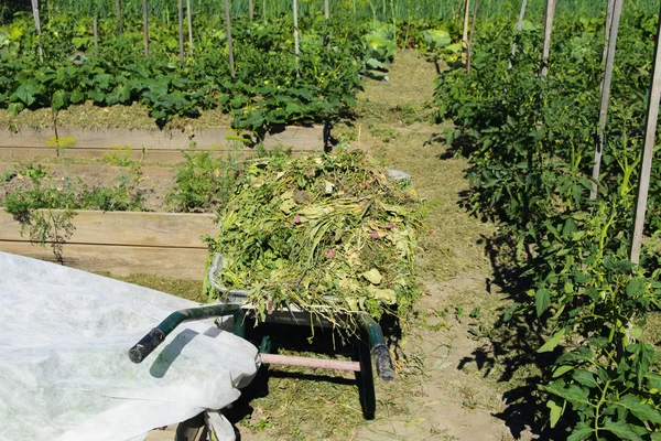 Zöldségfélék a kertben, közel a privát otthonok — Stock Fotó