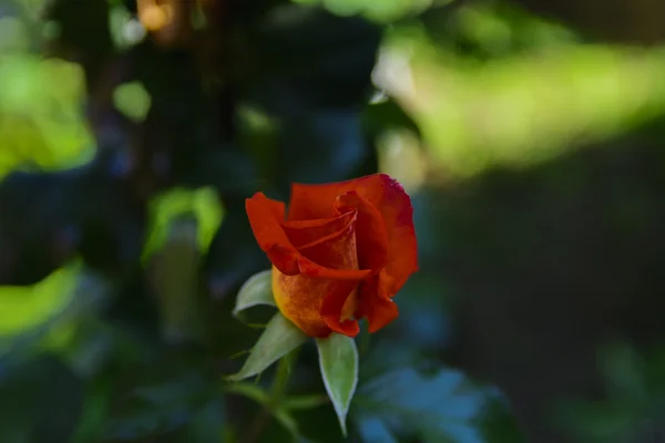 Розы во дворе на помойке возле частного дома — стоковое фото