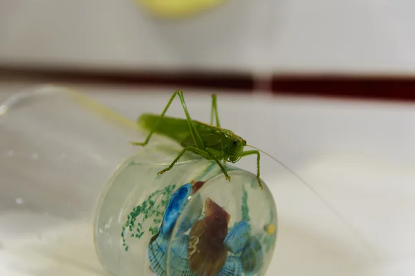 Sprinkhanen op het glas met tandenborstels in de badkamer. — Stockfoto