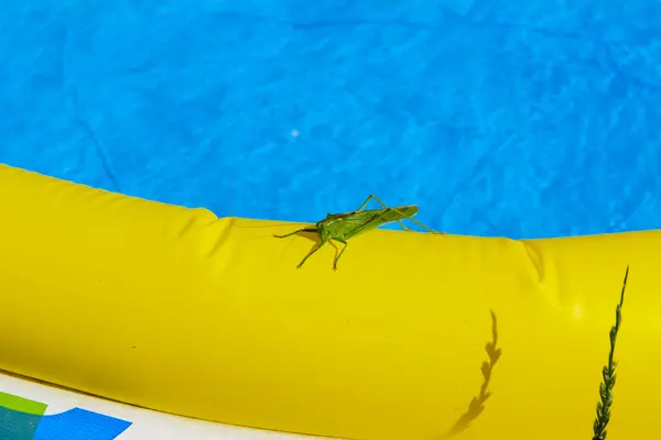 Groene sprinkhaan op de rand van het kinderbad. — Stockfoto