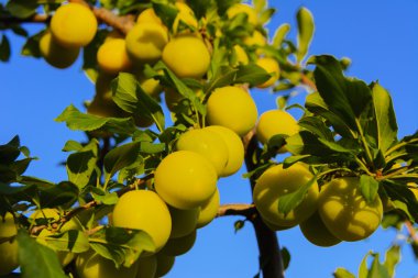 Bir özel evin bahçesinde ağaç üzerinde sarı Erik