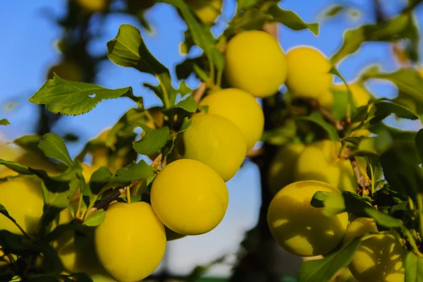 Ciruelas amarillas en el árbol en el jardín de una casa privada — Foto de Stock