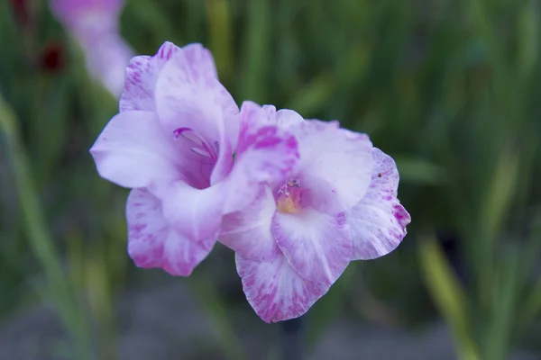 Gladiolus gården av ett privat hus i blomsterrabatten — Stockfoto