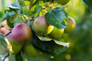 Bir özel evin bahçesinde olgun elma 