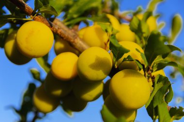 Bir özel evin bahçesinde ağaç üzerinde sarı Erik