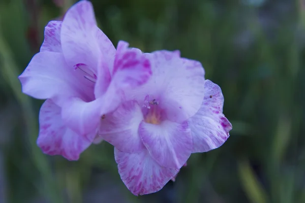 Gladiolus gården av ett privat hus i blomsterrabatten — Stockfoto