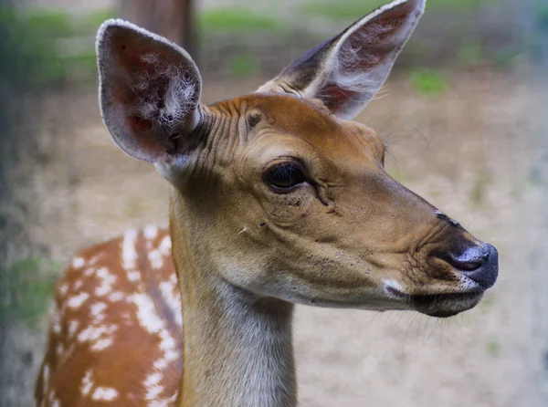 El ciervo sika - el mamífero de la familia Oleneva. Animales en la naturaleza . — Foto de Stock