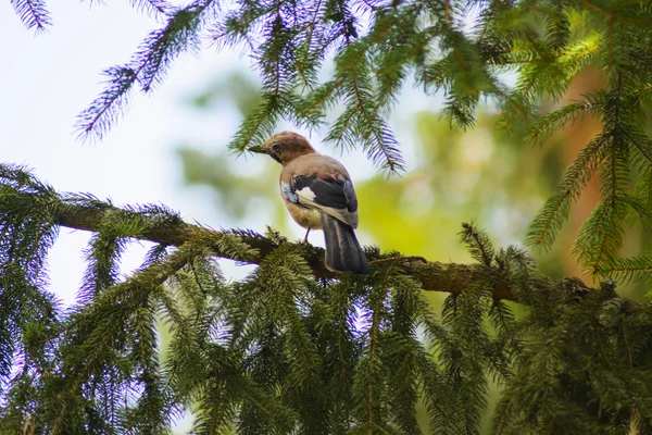 Jay sentado en una rama de árbol. Aves en la naturaleza . — Foto de Stock