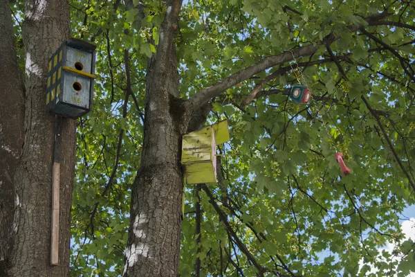 Фотографии висящие на дереве в городе Львове — стоковое фото