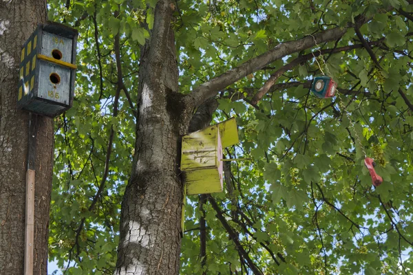 Foto's hangen aan een boom in de stad Lviv — Stockfoto