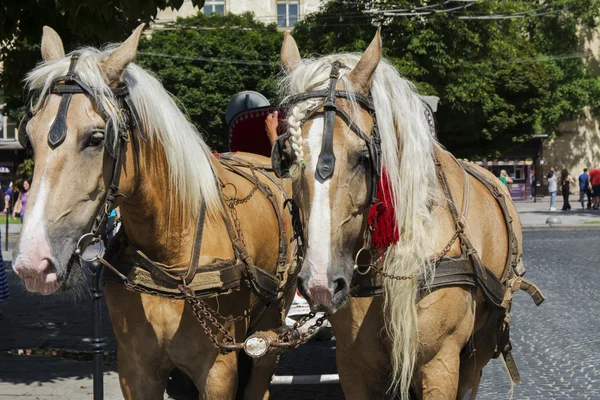 Carruaje turístico con caballos en la ciudad. adoquines en el pa — Foto de Stock