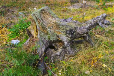 Kenevir ağaçlardan. Sonbahar ormandaki ağaçlar aşağı kesim
