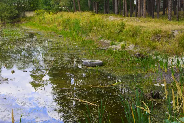 Маленькое сухое озеро в лесу жаркое лето — стоковое фото