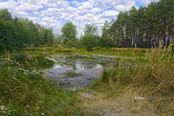 Маленькое сухое озеро в лесу жаркое лето — стоковое фото