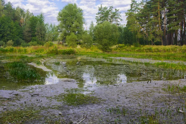 Pequeno lago seco na floresta verão quente — Fotografia de Stock