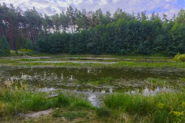 Pequeno lago seco na floresta verão quente — Fotografia de Stock