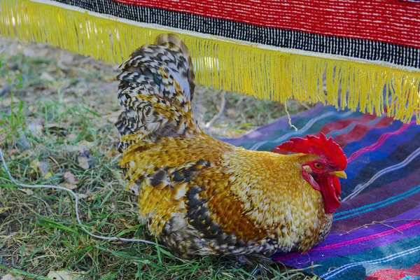 Galo com um pente vermelho e plumagem colorida — Fotografia de Stock