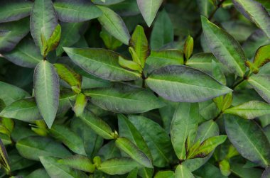 Muhteşem sıcak yaz kokuları