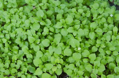 Muhteşem sıcak yaz kokuları