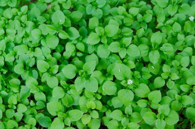 Muhteşem sıcak yaz kokuları