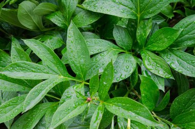 Muhteşem sıcak yaz kokuları