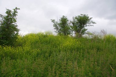 Muhteşem sıcak yaz kokuları