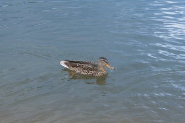 Ördekler nehirde yüzer