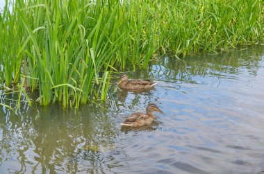 Ördekler nehirde yüzer