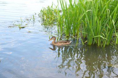 Ördekler nehirde yüzer