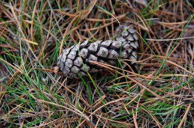 Sonbahar mevsiminde doğa