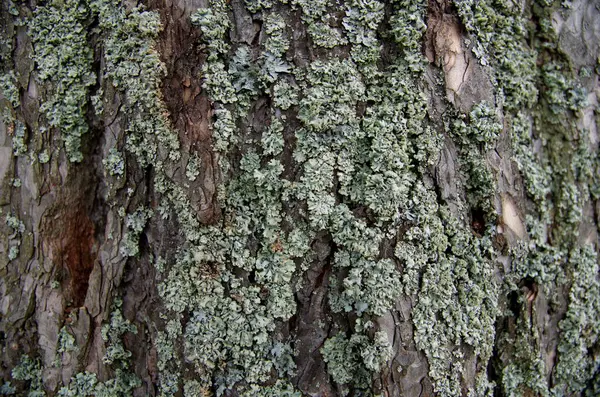 Naturen Höstsäsongen — Stockfoto