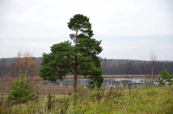 Przyroda Jesienią — Zdjęcie stockowe