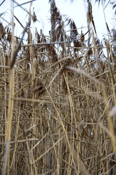 Natura Nella Stagione Autunnale — Foto Stock