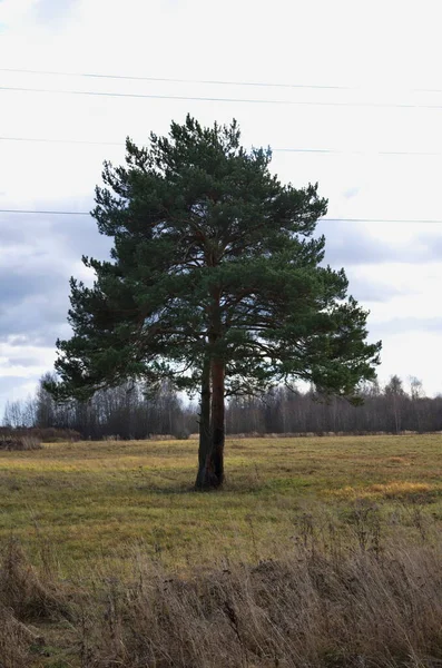 Naturen Höstsäsongen — Stockfoto