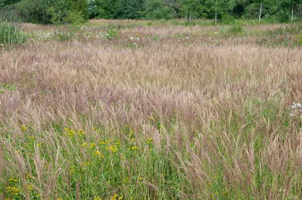 View Field Late Summer — Stock Photo, Image