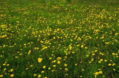 Çiçek açan anne ve üvey annesi olan bir tarla.