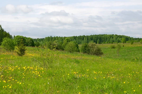 Summer Field Hills Trees Flowers — Stock Photo, Image