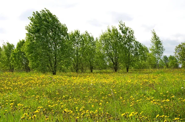 Edge Forest Dandelions — Stock Photo, Image