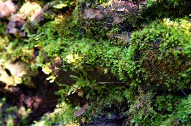 Yosun kaplı bir ağacın kabuğu..