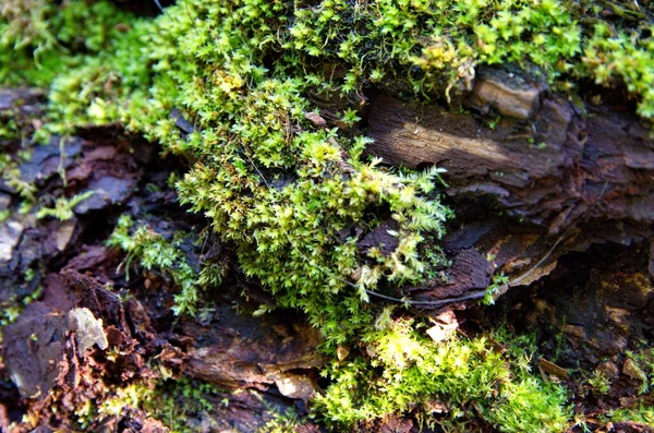 Bark Tree Overgrown Moss — Stock Photo, Image