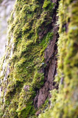 Yosun kaplı bir ağacın kabuğu..
