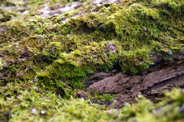 Kůra Stromu Zarostlého Mechem — Stock fotografie