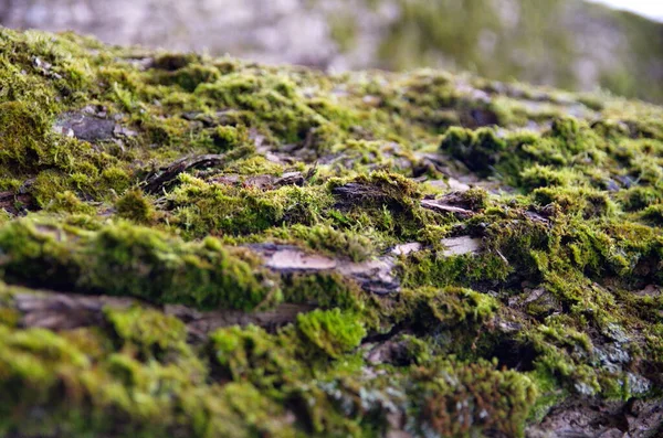 Die Rinde Eines Mit Moos Bewachsenen Baumes — Stockfoto