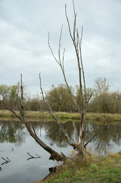 Ein Trockener Baum Auf Dem Hintergrund Von Wasser — Stockfoto