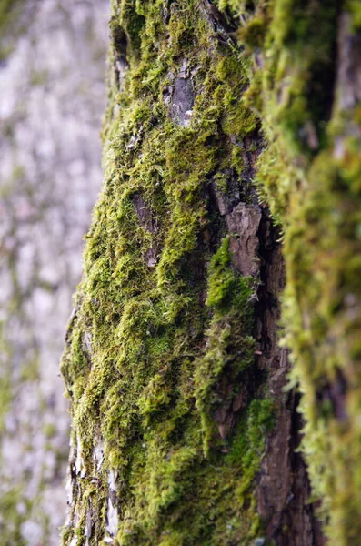 Casca Uma Árvore Coberta Musgo — Fotografia de Stock