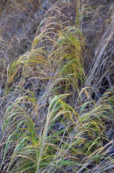 Campo Outono Com Grama Murcha — Fotografia de Stock